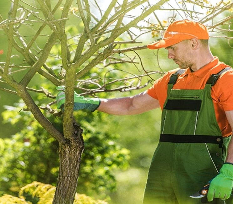treecareprofessional_1170x650